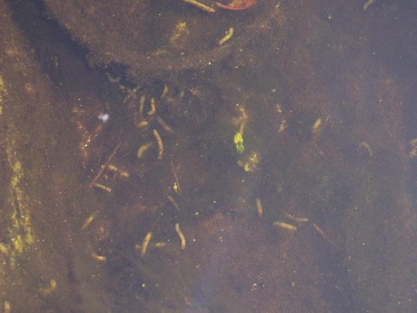 Was für Larven im Teich? Mein schöner Garten Forum