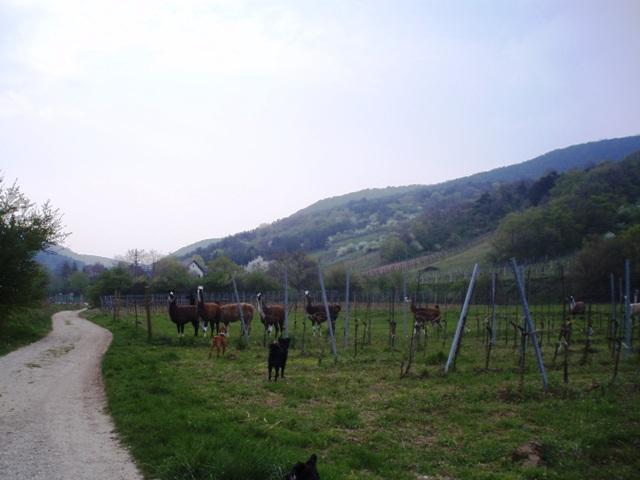 axr370pte4qzxrs6f.jpg