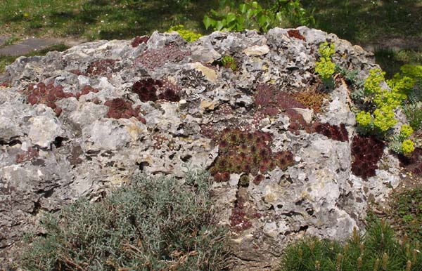 Beispiel für einen Steingarten - Garten: Gartenforum.de