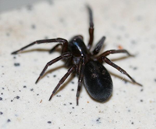 Hausspinne Kleine Dicke Schwarze Spinne Deutschland insektenfotos.de