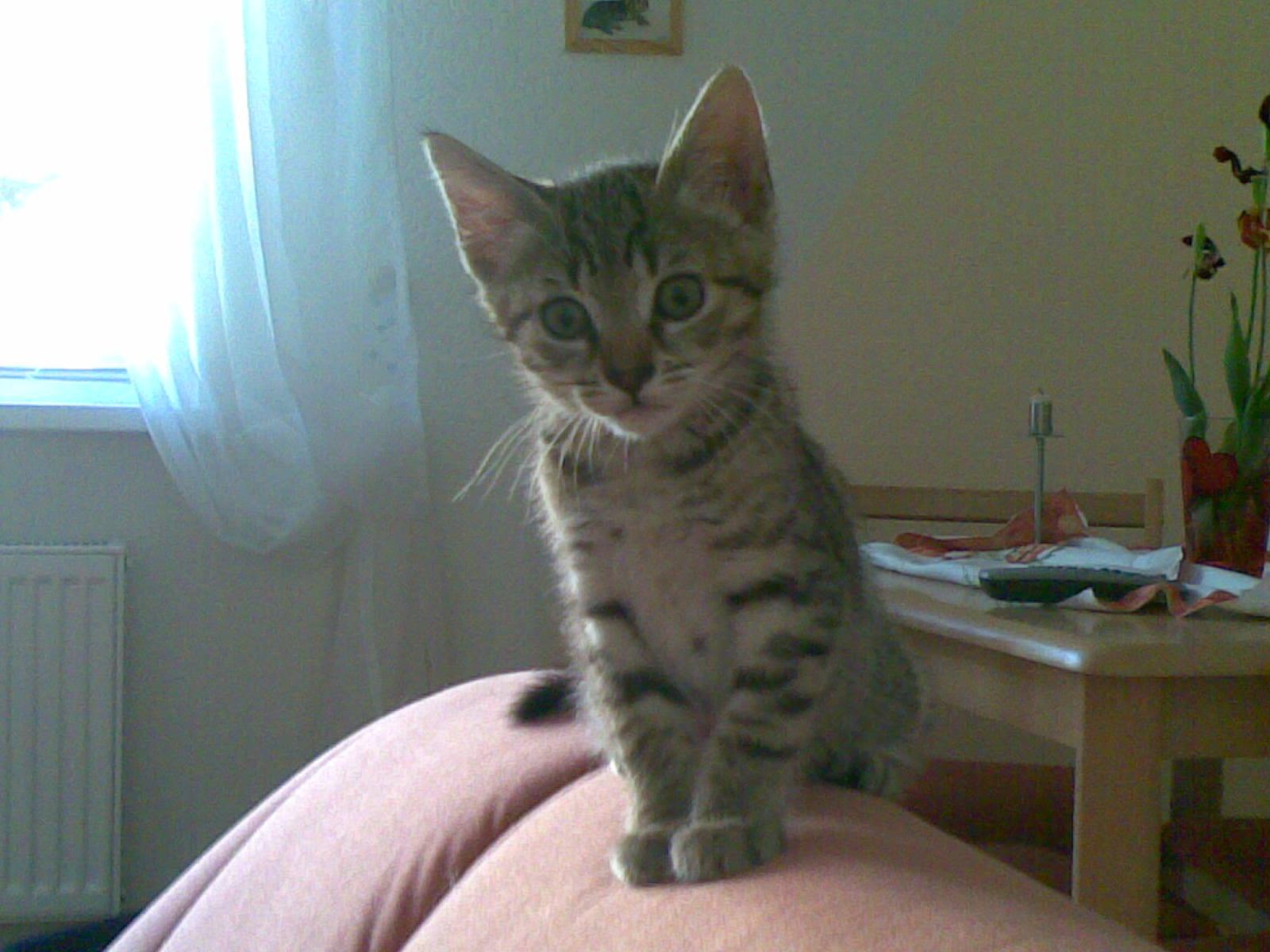 Mein 10 Wochen altes Kitten Foto, Text, Video Geschichten Katzenforum MietzMietz das Forum