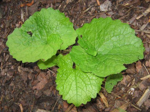 Unkraut Bestimmung Mein Schoner Garten Forum