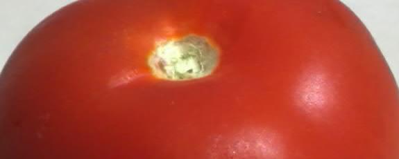 Lebensmittel richtig präsentieren, Tomate