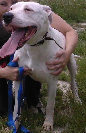 Dogo+argentino+mix