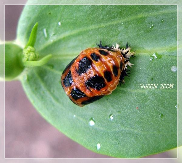 Unbekannter Kafer Mein Schoner Garten Forum