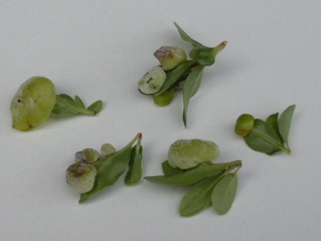 Komische "Wucherungen" an Azalee - Mein schöner Garten Forum