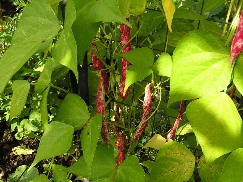 Borlotti Stangenbohne Kraut Ruben Forum