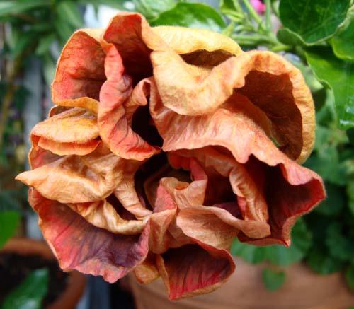 Hibiscus rosa sinensis Voodoo Magic