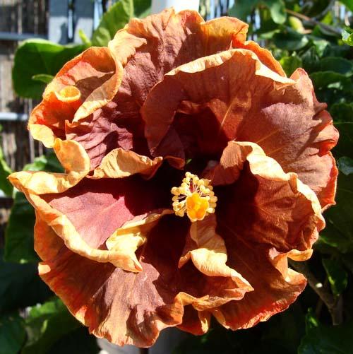 Hibiscus rosa sinensis Voodoo Magic