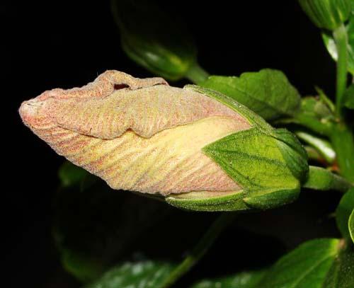 Hibiscus rosa sinensis Berried Treasure
