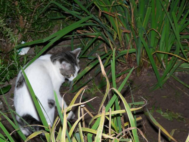 Nagetierforum - Das Forum rund um Nagetiere, Exoten und Haustiere