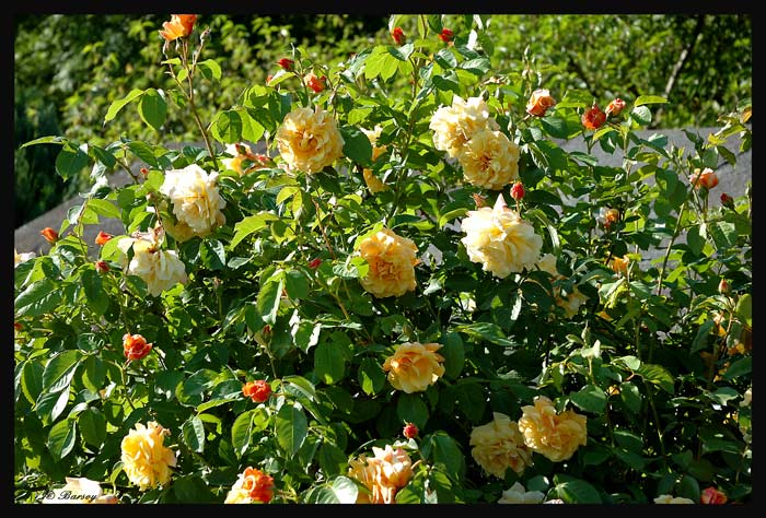 Beste gelbe Strauchrose gesucht! - Mein schöner Garten Forum