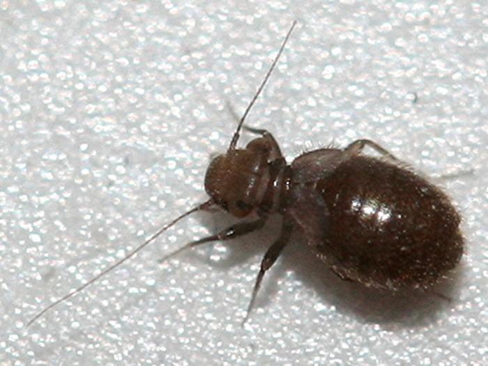 Psocoptera > Lepinotus sp. Alle anderen und nicht einzuordnende