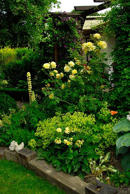 Beste gelbe Strauchrose gesucht! - Page 2 - Mein schöner Garten Forum