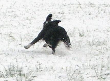 b4lawk9hbexshep64.jpg