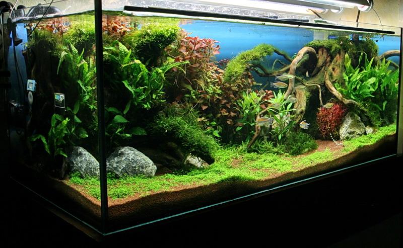 unsere zwei : Aquarienvorstellungen - Aquascaping - Aquarium