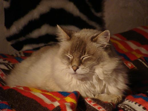 Sissi