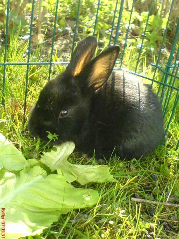 Hase