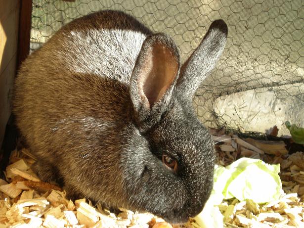 Hase