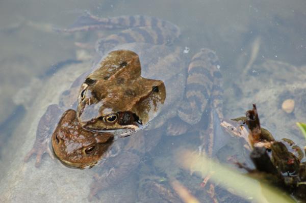 Paarung Grasfrosch Mit Krote Mein Schoner Garten Forum