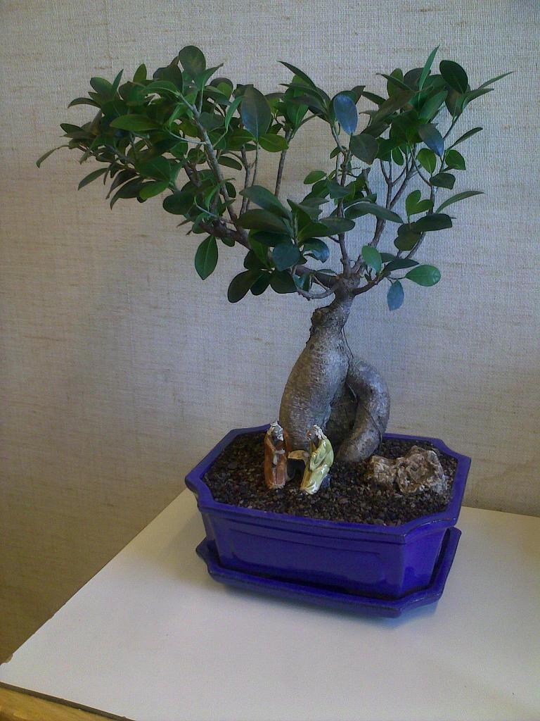 Ficus retusa - Versuch einer Formgebung - www.bonsai-fachforum.de