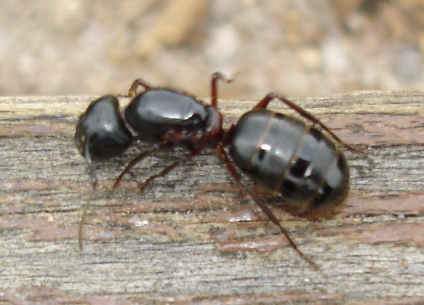 Große, solitäre, schwarze Ameise sehr schön, aber