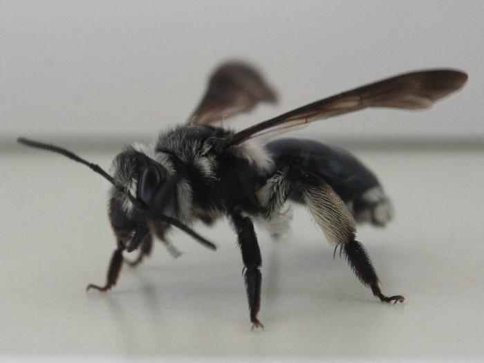 Schwarz Weisse Biene Andrena Agilissima Hymenoptera Hautflugler Bienen Wespen Ameisen Usw Insektenfotos De Forum