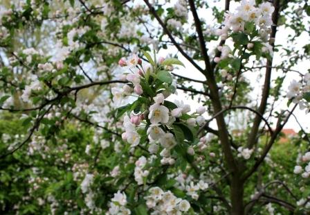 Baum Mit Schirmartiger Krone Statt Sonnenschirm Gesucht Wer Weiss Geeignete Sorten Mein Schoner Garten Forum