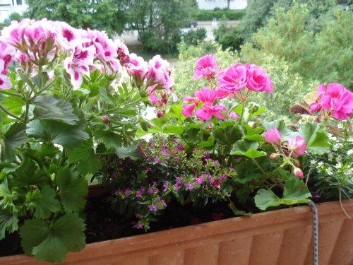 Bepflanzung für Balkonkästen - Mein schöner Garten Forum