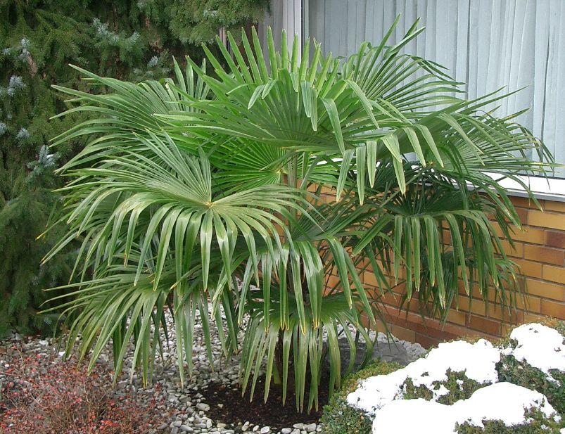 My Trachycarpus Fortunei DISCUSSING PALM TREES WORLDWIDE PalmTalk