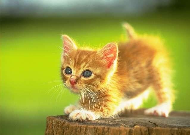 rüya tabirleri kedi öldürmek