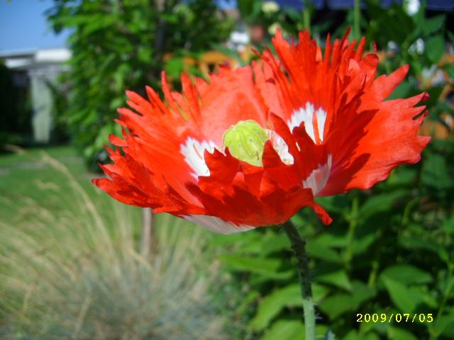 Wann Samen Von Riesenmohn Ausaaen Mein Schoner Garten Forum
