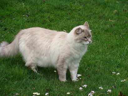 sissi