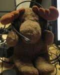elkmoose