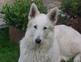 Noa1