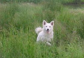 Nika