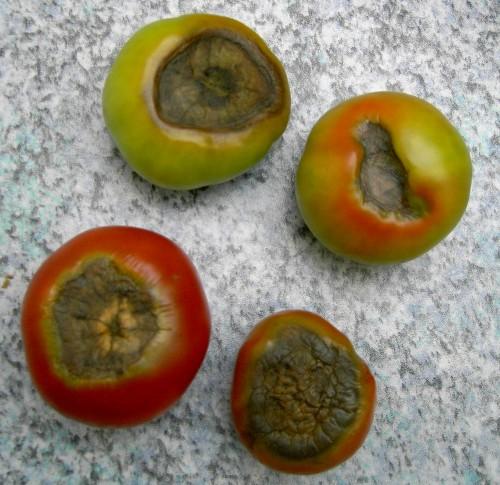 Tomaten Unten Braun Tomaten Unten Braun