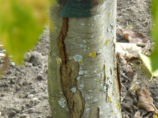 Baum Blutet Am Stamm