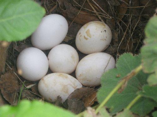 Zu welchem Vogel gehören diese Eier??
