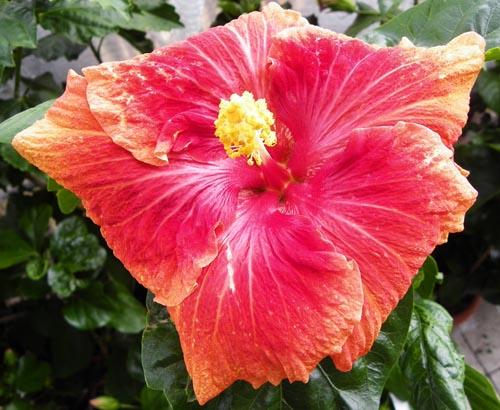 hosted by 666kb.com hibiscus Pastel Superstar