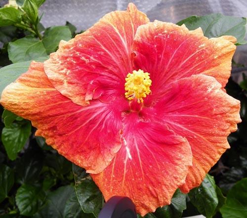 hosted by 666kb.com hibiscus Royal Velvet
