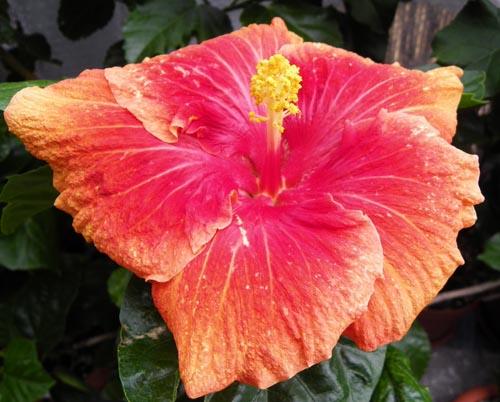 hosted by 666kb.com hibiscus Romeo