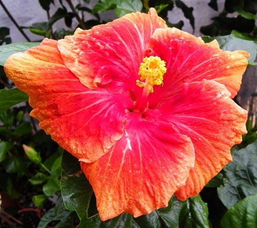 hosted by 666kb.com hibiscus Rhapsody in Blue
