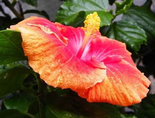 hosted by 666kb.com hibiscus Remembrance