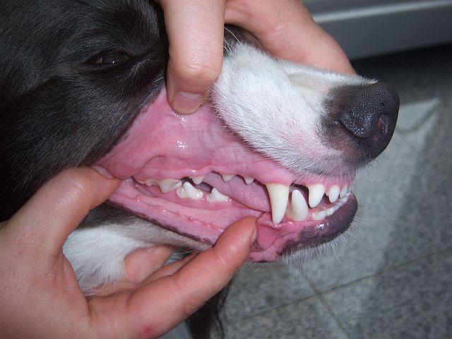 Zähne putzen Gesunde Hunde Forum