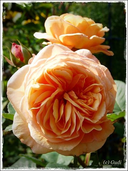 Stimmungsbilder im September 2009 - Page 3 - Mein schöner Garten Forum