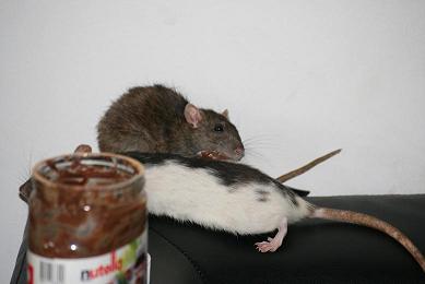 bckud3gugev5ator5.jpg