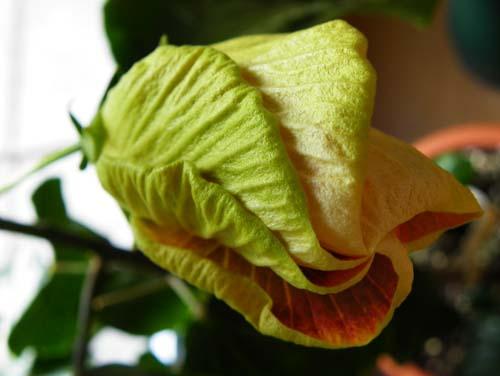 hibiscus Love