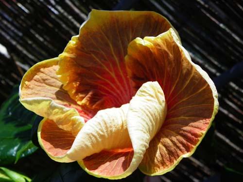 hibiscus Love Bite