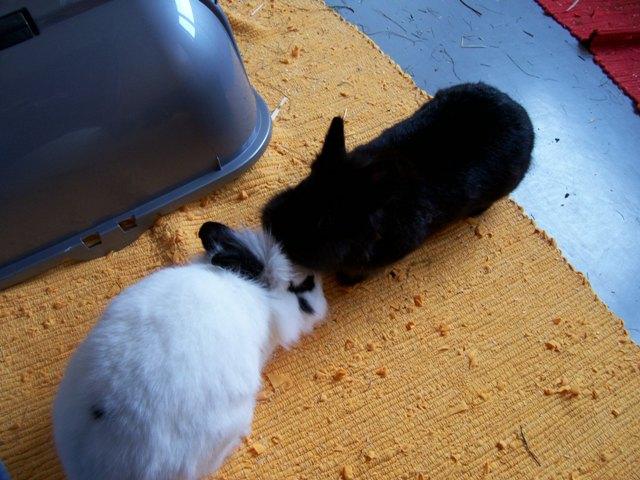 Bild